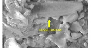 supposedly fossilized diatom.n