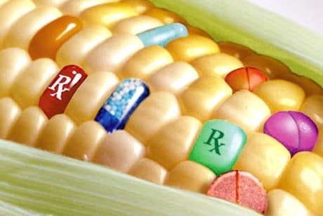 The Fight Against Monsanto GMO Corn Image via foodrenegade.com